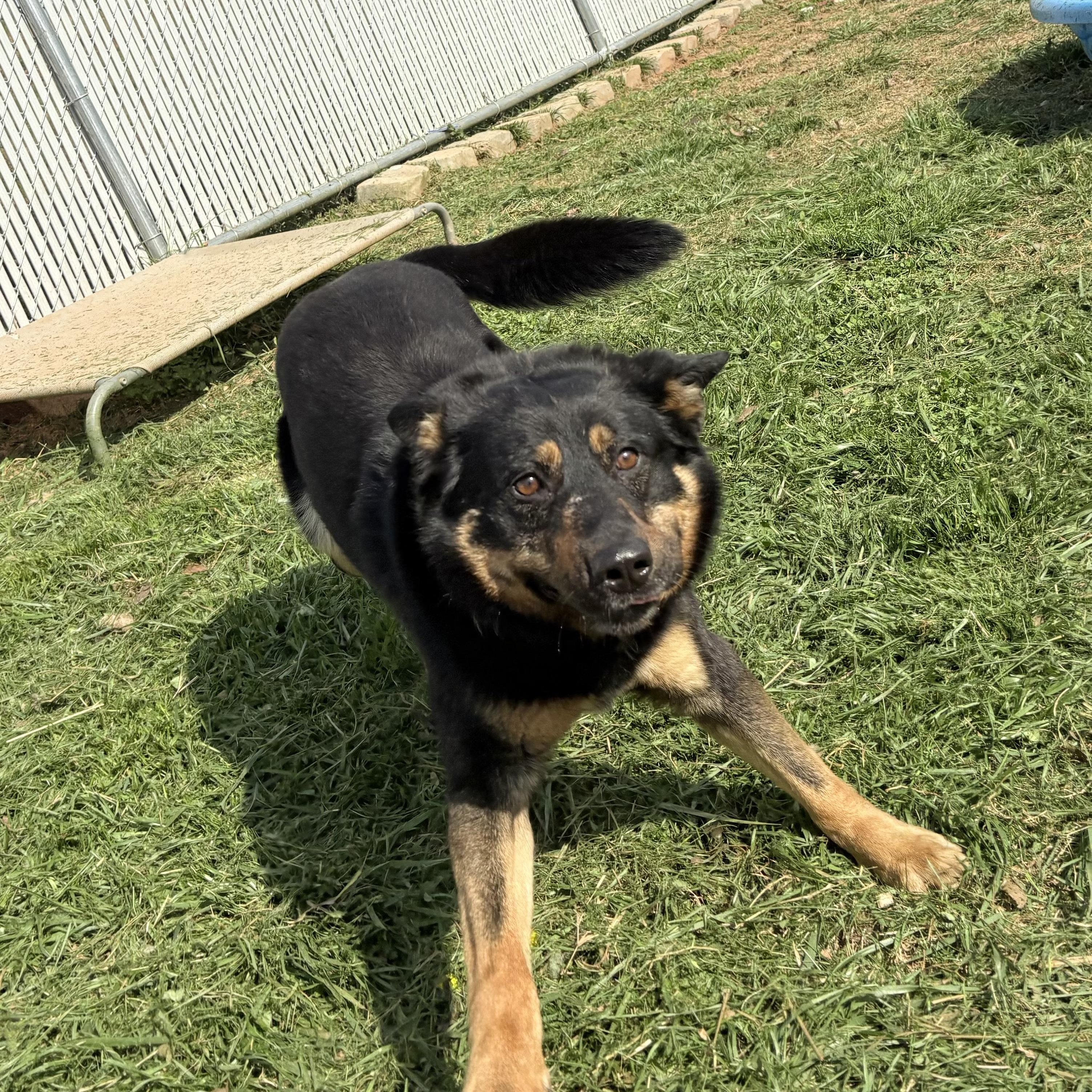 Enlarge Banjo, a ADOPTABLE mixed breed in Martinsville, VA image 2/5