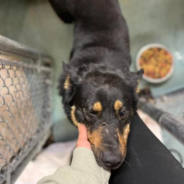 Enlarge Banjo, a ADOPTABLE mixed breed in Martinsville, VA image 4/5