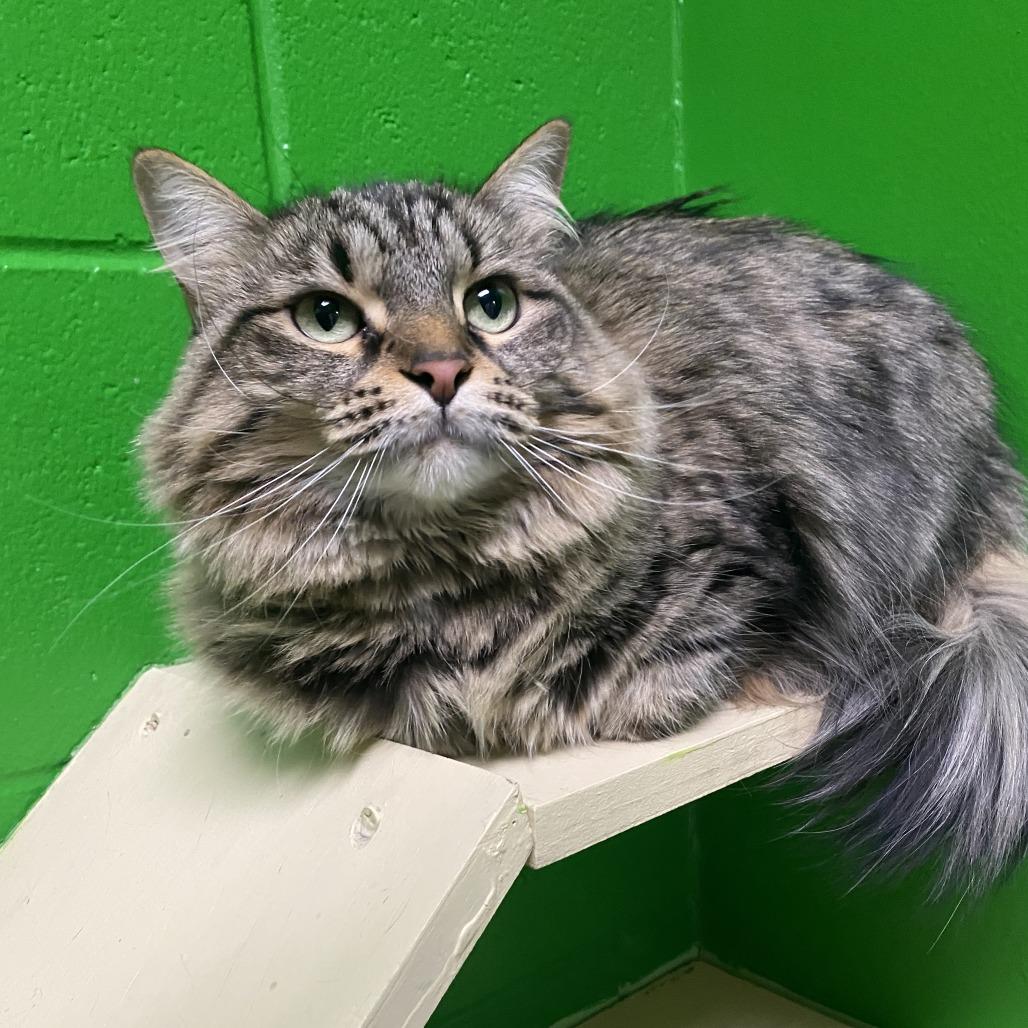 Enlarge Nala, a Adoptable Domestic Long Hair in Cheyenne, WY image 1/5