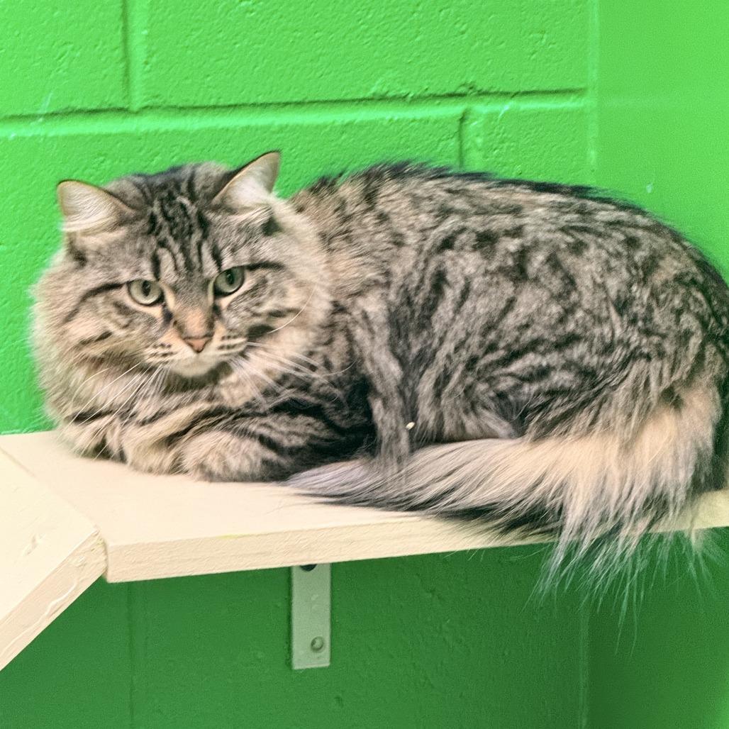 Enlarge Nala, a Adoptable Domestic Long Hair in Cheyenne, WY image 2/5