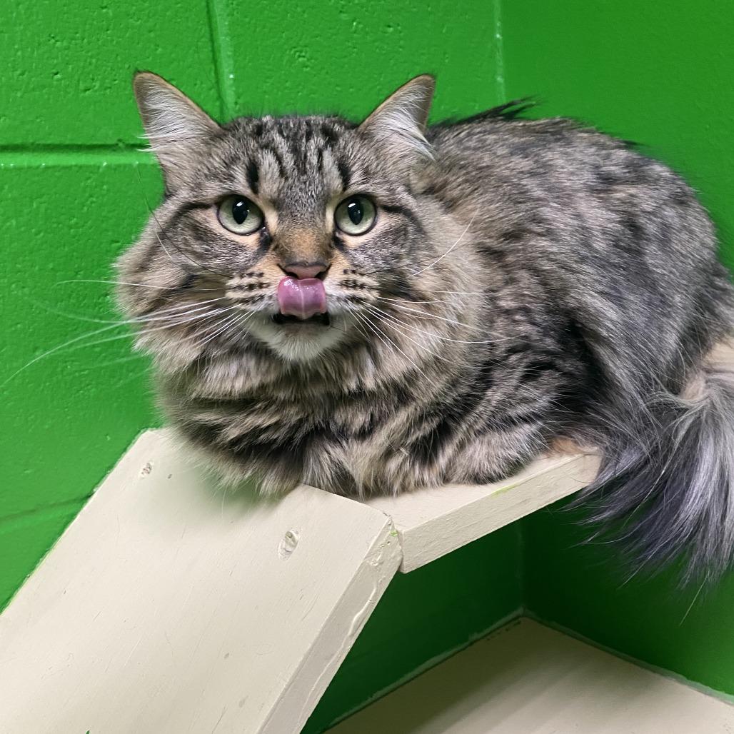 Enlarge Nala, a Adoptable Domestic Long Hair in Cheyenne, WY image 3/5