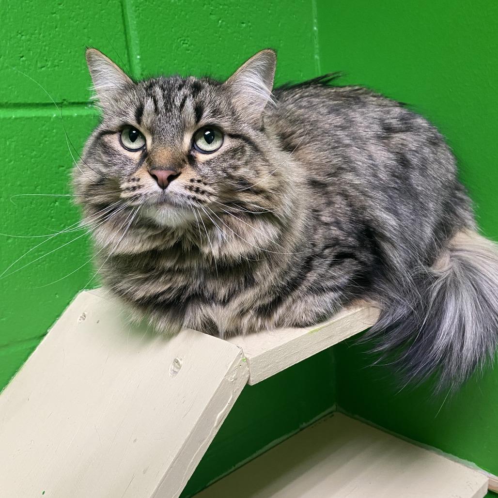 Enlarge Nala, a Adoptable Domestic Long Hair in Cheyenne, WY image 4/5