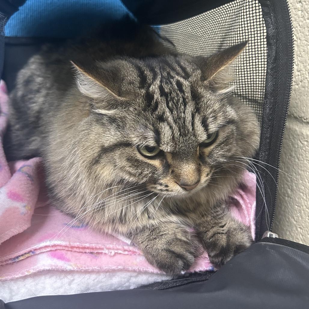 Enlarge Nala, a Adoptable Domestic Long Hair in Cheyenne, WY image 5/5