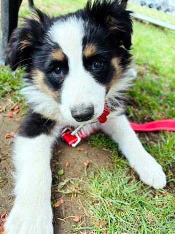Enlarge Lil Joey, a ADOPTABLE Australian Shepherd in Bedford Hills, NY image 2/5
