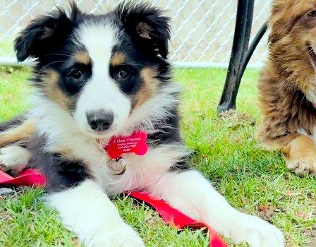 Enlarge Lil Joey, a ADOPTABLE Australian Shepherd in Bedford Hills, NY image 1/5