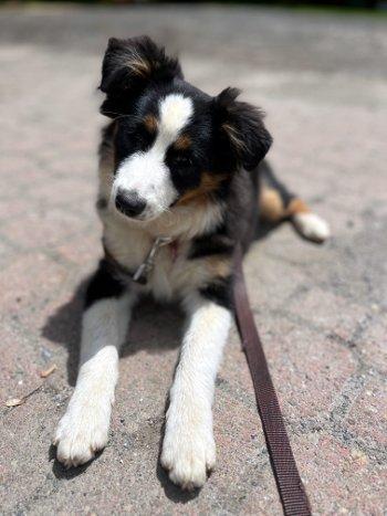 Lil Joey, a ADOPTABLE Australian Shepherd in Bedford Hills, NY image 1/4