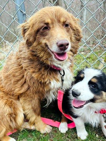Enlarge Lil Joey, a ADOPTABLE Australian Shepherd in Bedford Hills, NY image 5/5