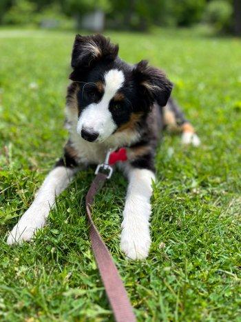 Lil Joey, a ADOPTABLE Australian Shepherd in Bedford Hills, NY image 3/4