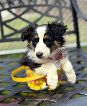 Enlarge Lil Joey, a ADOPTABLE Australian Shepherd in Bedford Hills, NY image 3/5
