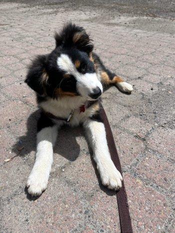 Lil Joey, a ADOPTABLE Australian Shepherd in Bedford Hills, NY image 2/4