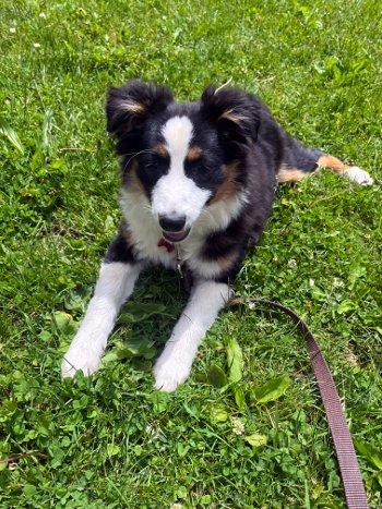 Lil Joey, a ADOPTABLE Australian Shepherd in Bedford Hills, NY image 4/4