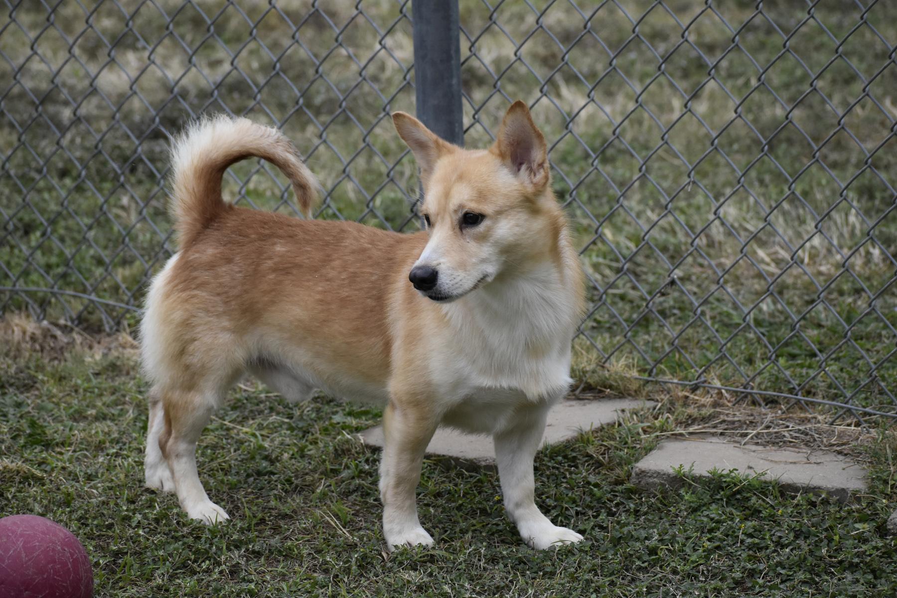Elliot, an adopted mixed breed in Georgetown, TX image 2/4