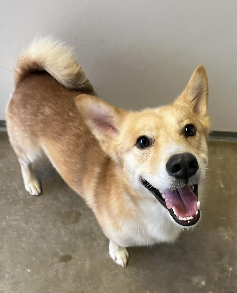 Elliot, an adopted mixed breed in Georgetown, TX image 3/4