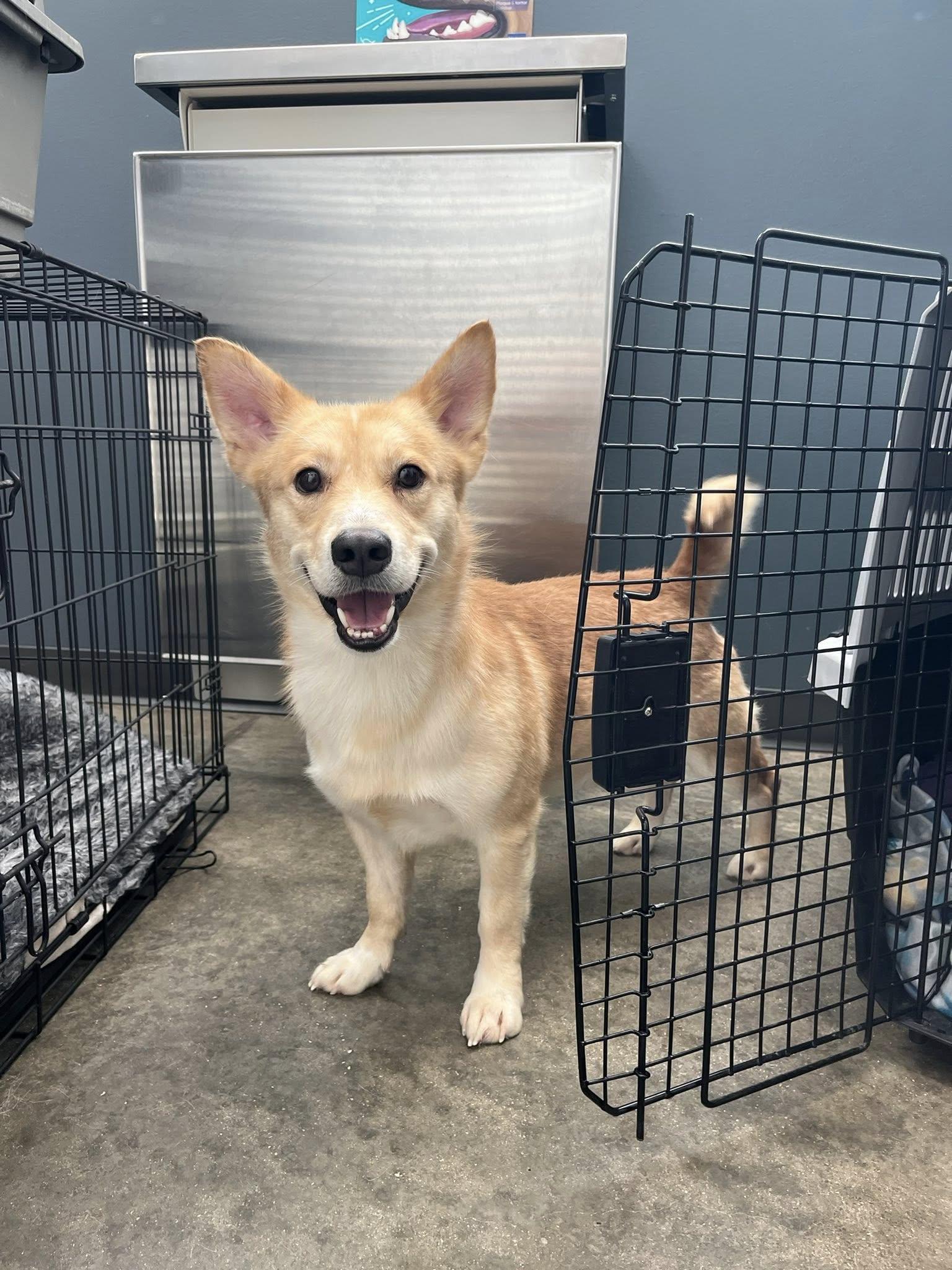 Elliot, an adopted mixed breed in Georgetown, TX image 4/4