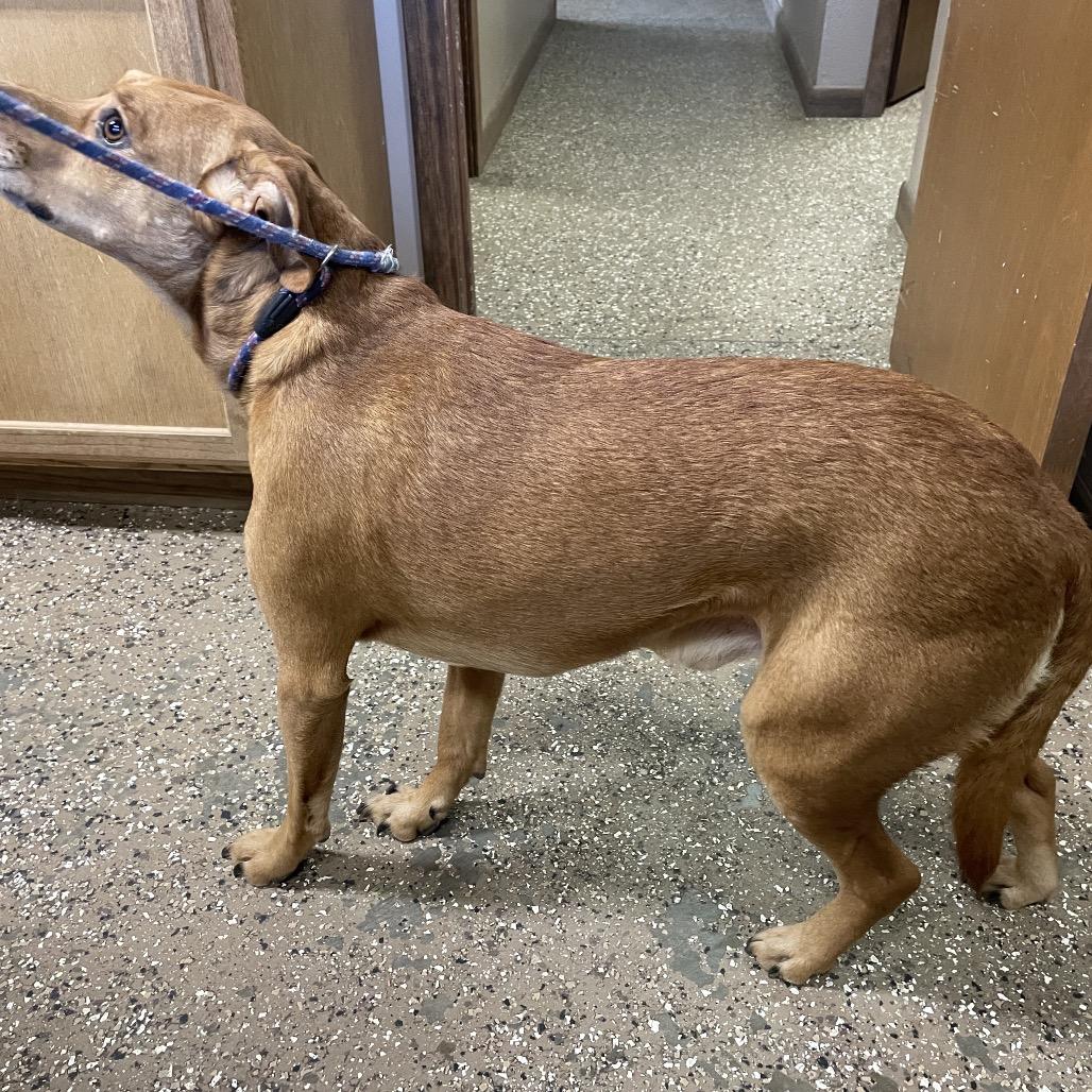 Camdon, Adoptable, Adult Male Redbone Coonhound & Pit Bull Terrier.