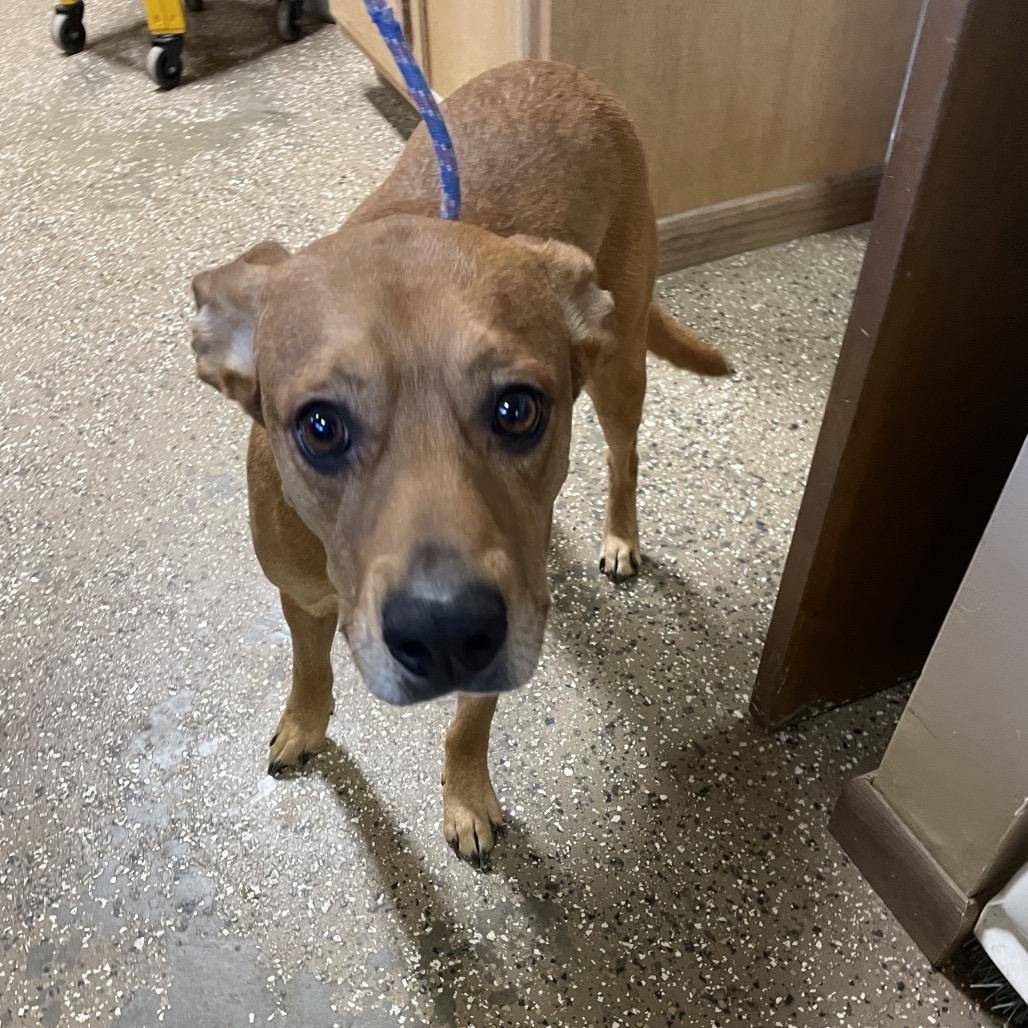 Enlarge Camdon, a Adoptable mixed breed in Stilwell, OK image 2/2