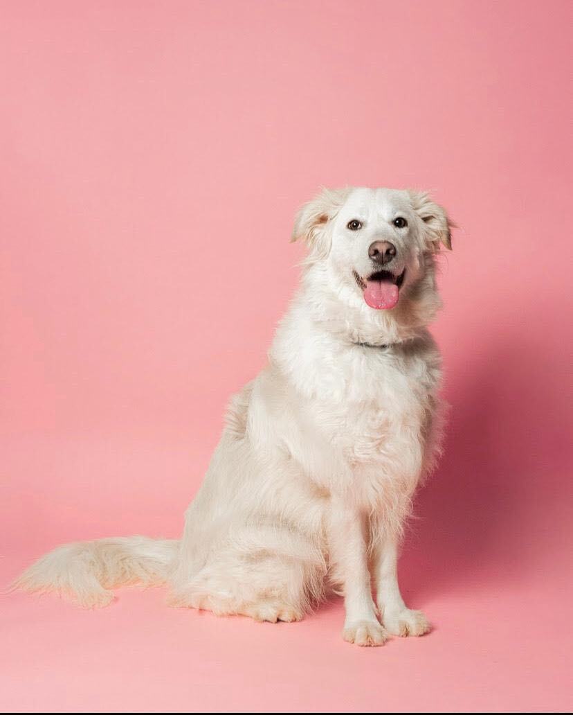 Dog for adoption Zoé (En Entrainement / In Training), a Great