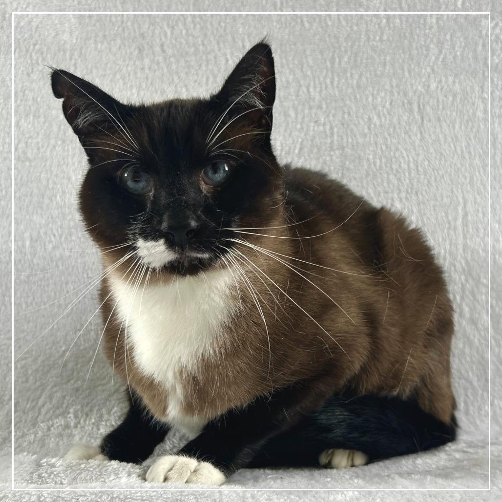 Ryuk, Adoptable, Adult Male Siamese & Snowshoe.