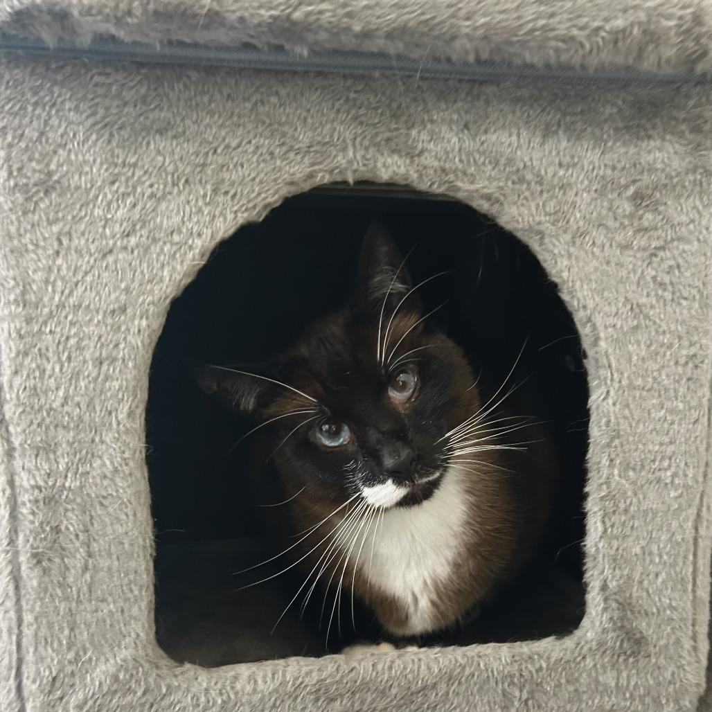 Enlarge Ryuk, a Adoptable mixed breed in Johnson City, TN image 2/4