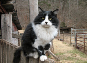 Working Cats (Pest Control), a Adoptable mixed breed in Duluth, GA image 4/6