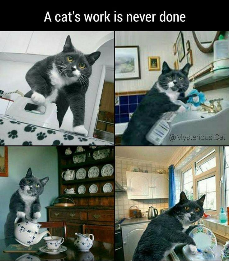 Working Cats (Pest Control) photo 5
