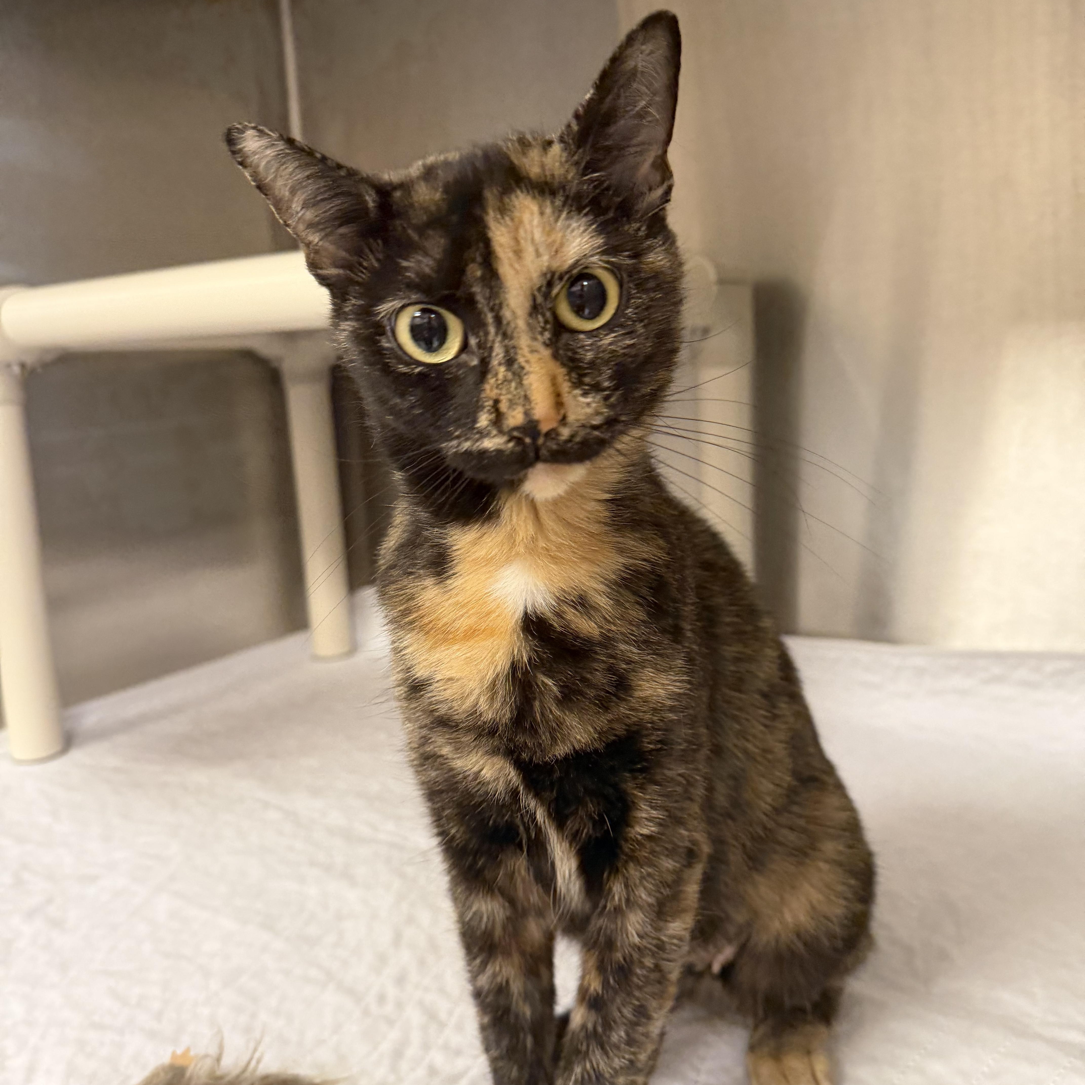Tulip, a ADOPTABLE Domestic Short Hair in North Providence, RI image 1/3