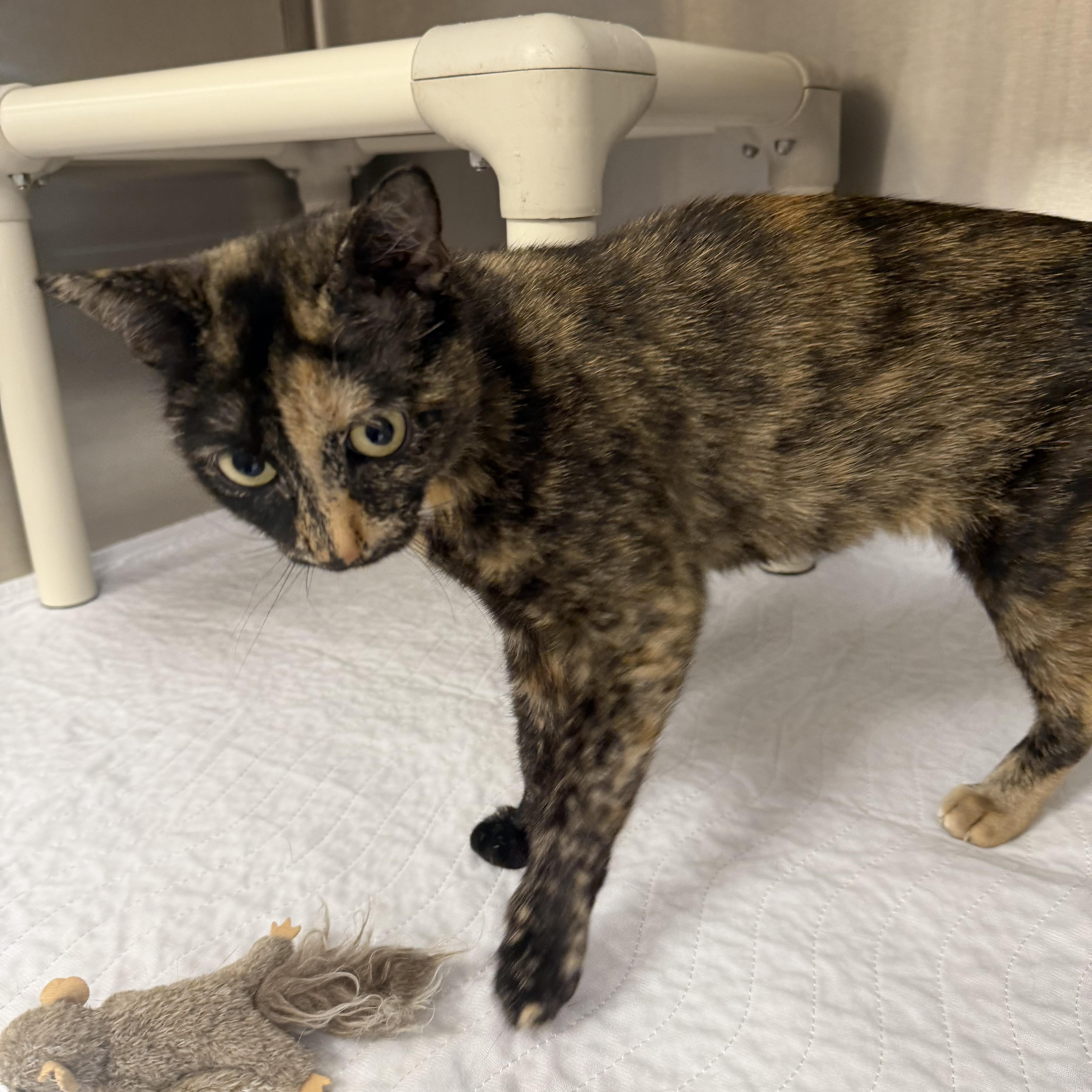 Tulip, a ADOPTABLE Domestic Short Hair in North Providence, RI image 2/3