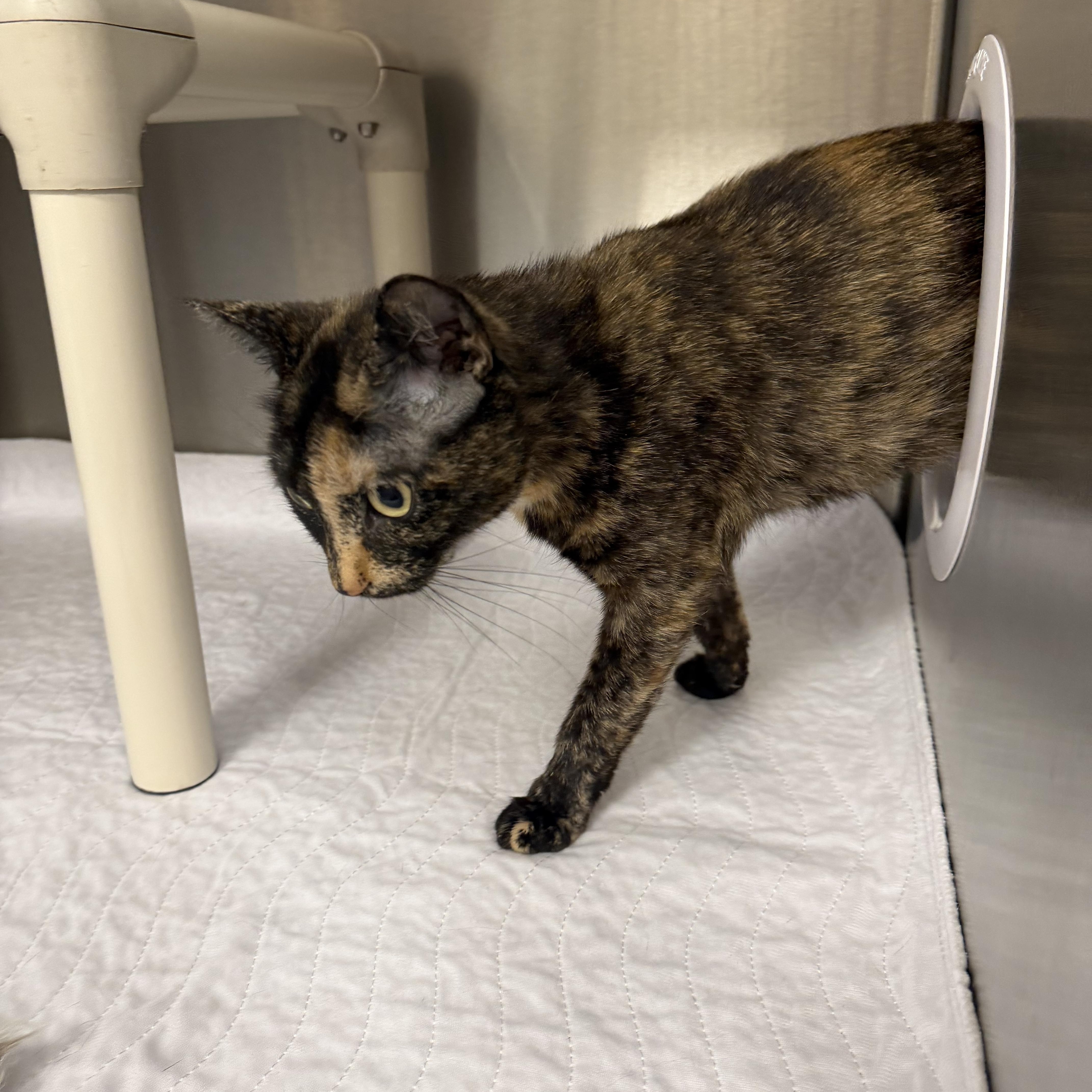 Tulip, a ADOPTABLE Domestic Short Hair in North Providence, RI image 3/3