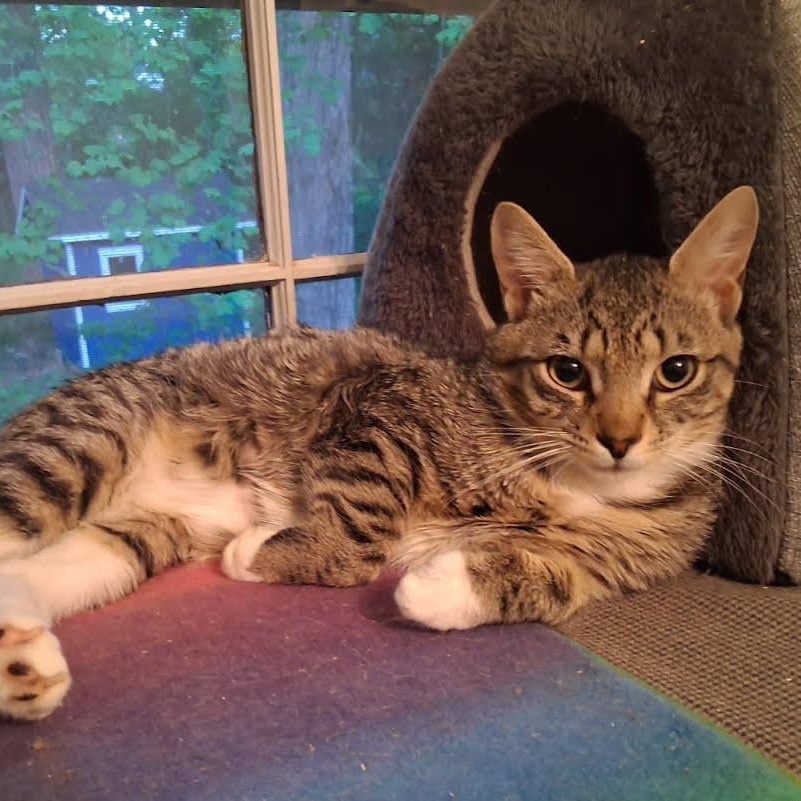 Enlarge Kit Kat, a ADOPTABLE Domestic Short Hair in Huddleston, VA image 1/1