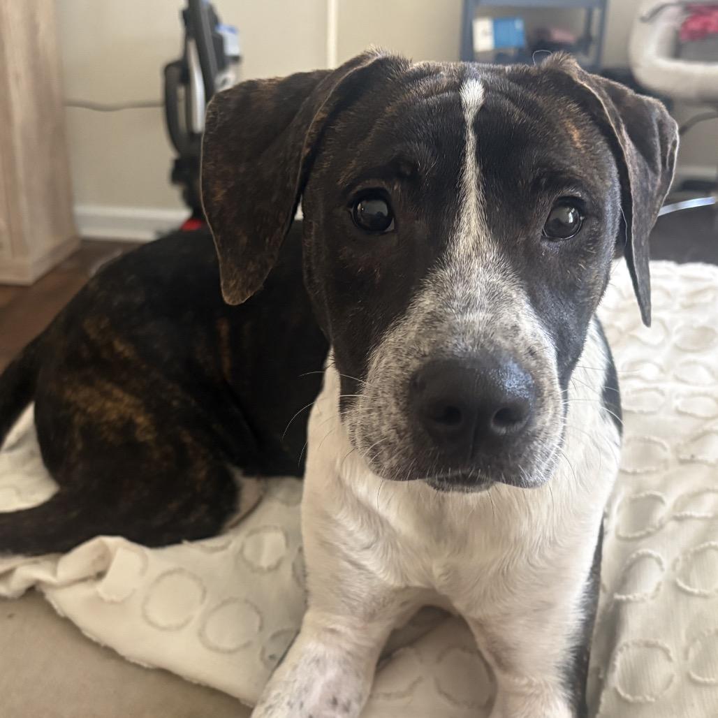 Lucy, Adoptable, Young Female Hound & Mixed Breed.