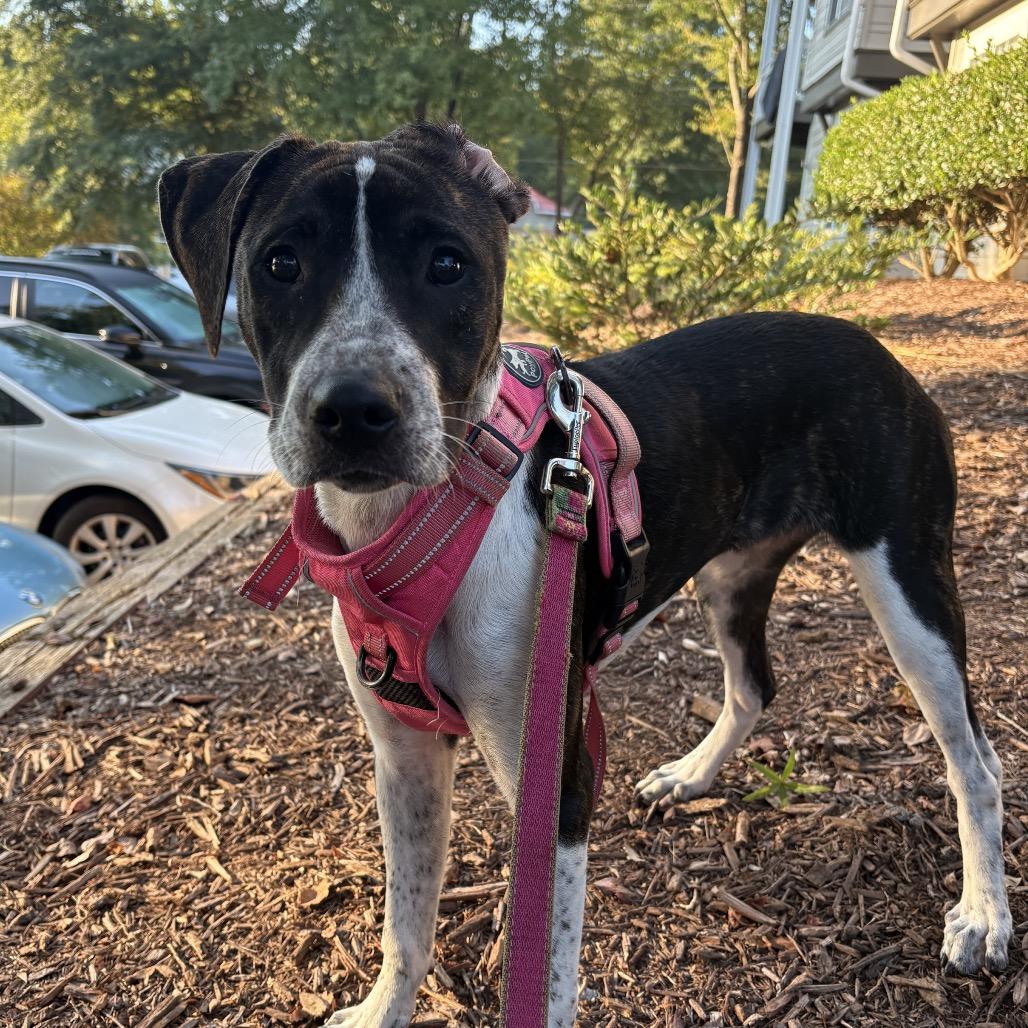 Enlarge Lucy, a Adoptable mixed breed in Aberdeen, NC image 2/6