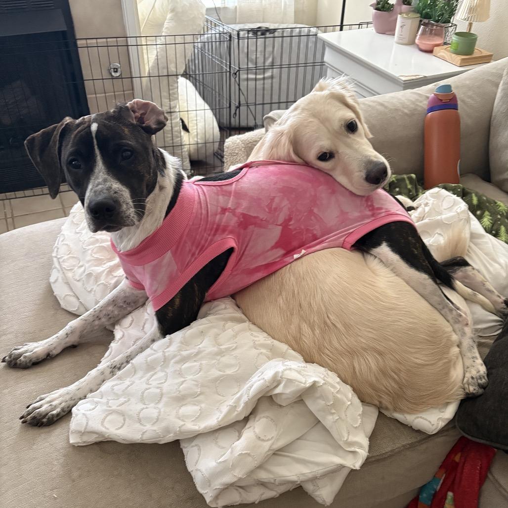 Enlarge Lucy, a Adoptable mixed breed in Aberdeen, NC image 3/6