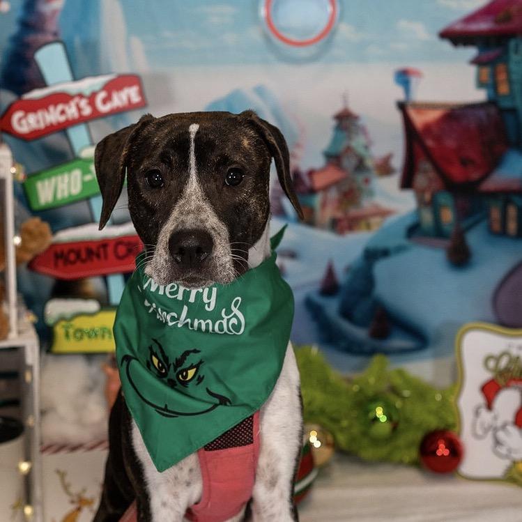 Enlarge Lucy, a Adoptable mixed breed in Aberdeen, NC image 4/6