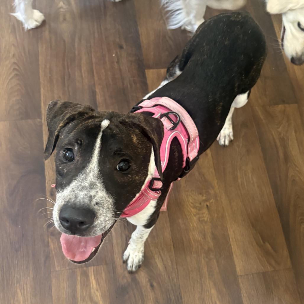 Enlarge Lucy, a Adoptable mixed breed in Aberdeen, NC image 5/6