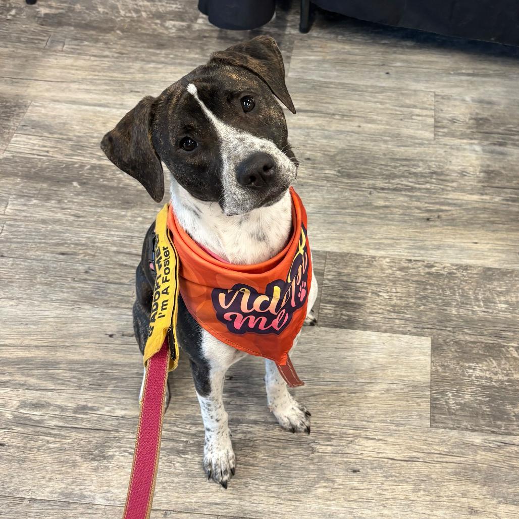 Enlarge Lucy, a Adoptable mixed breed in Aberdeen, NC image 1/6
