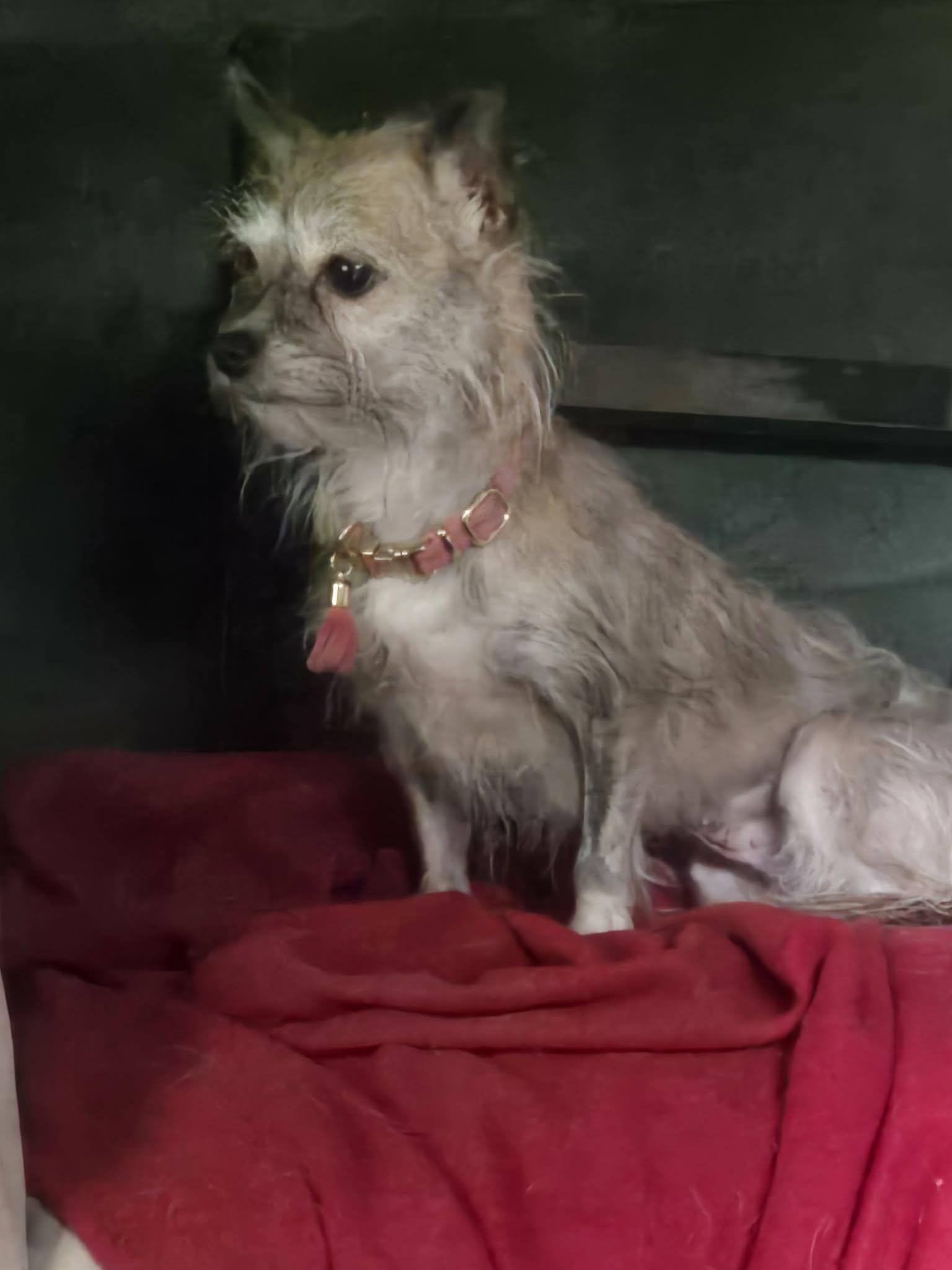 Enlarge Bailey Mae, a Adopted mixed breed in Rochester, NY image 3/6
