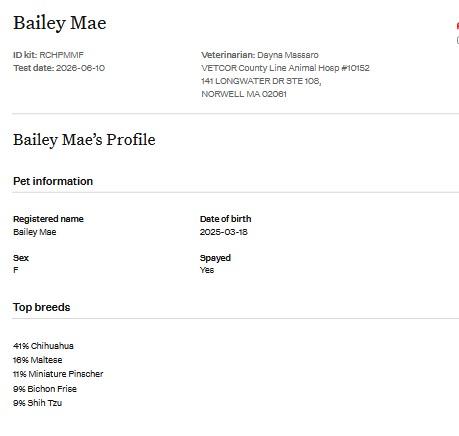 Enlarge Bailey Mae, a Adopted mixed breed in Rochester, NY image 5/6