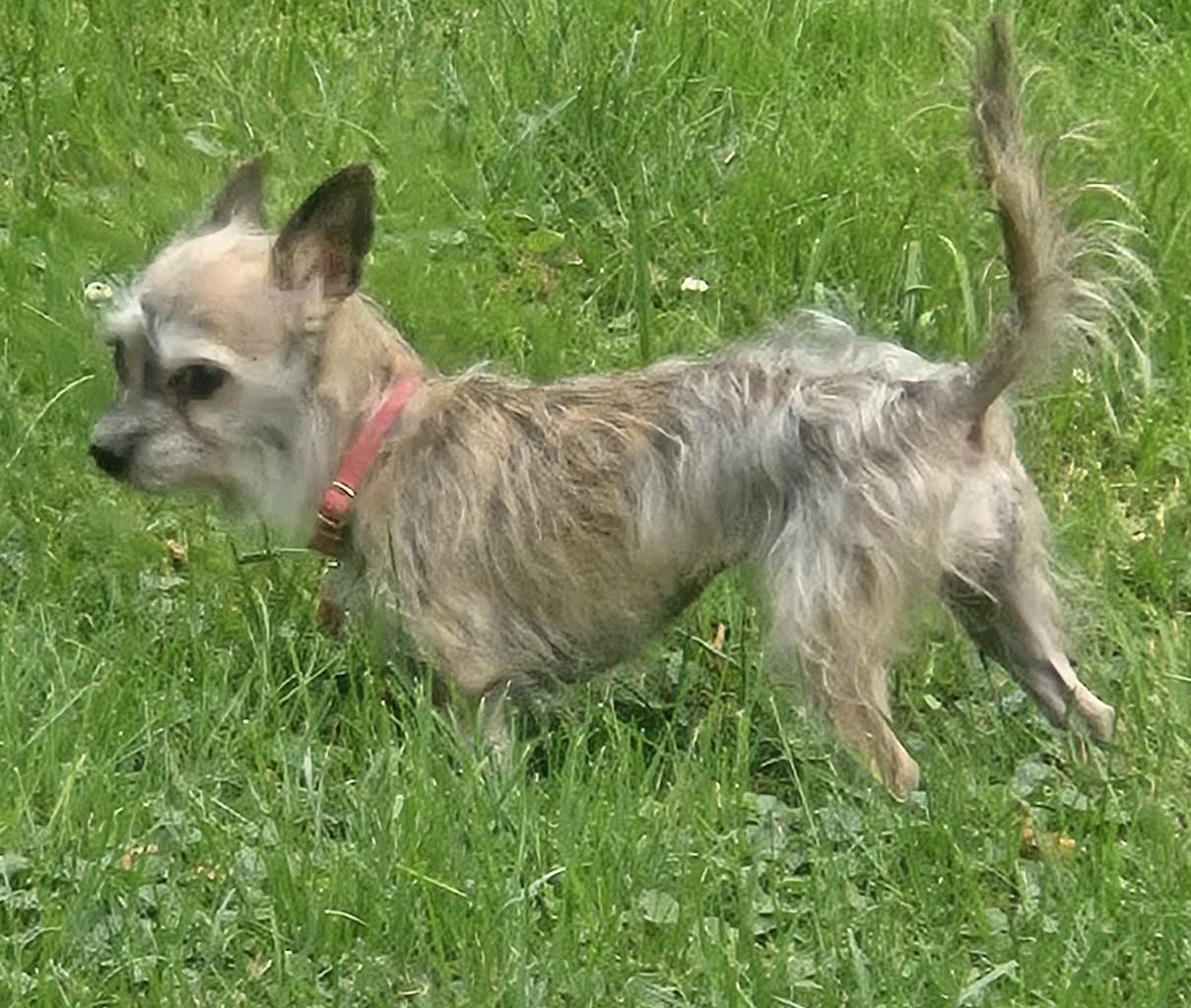 Enlarge Bailey Mae, a Adopted mixed breed in Rochester, NY image 4/6