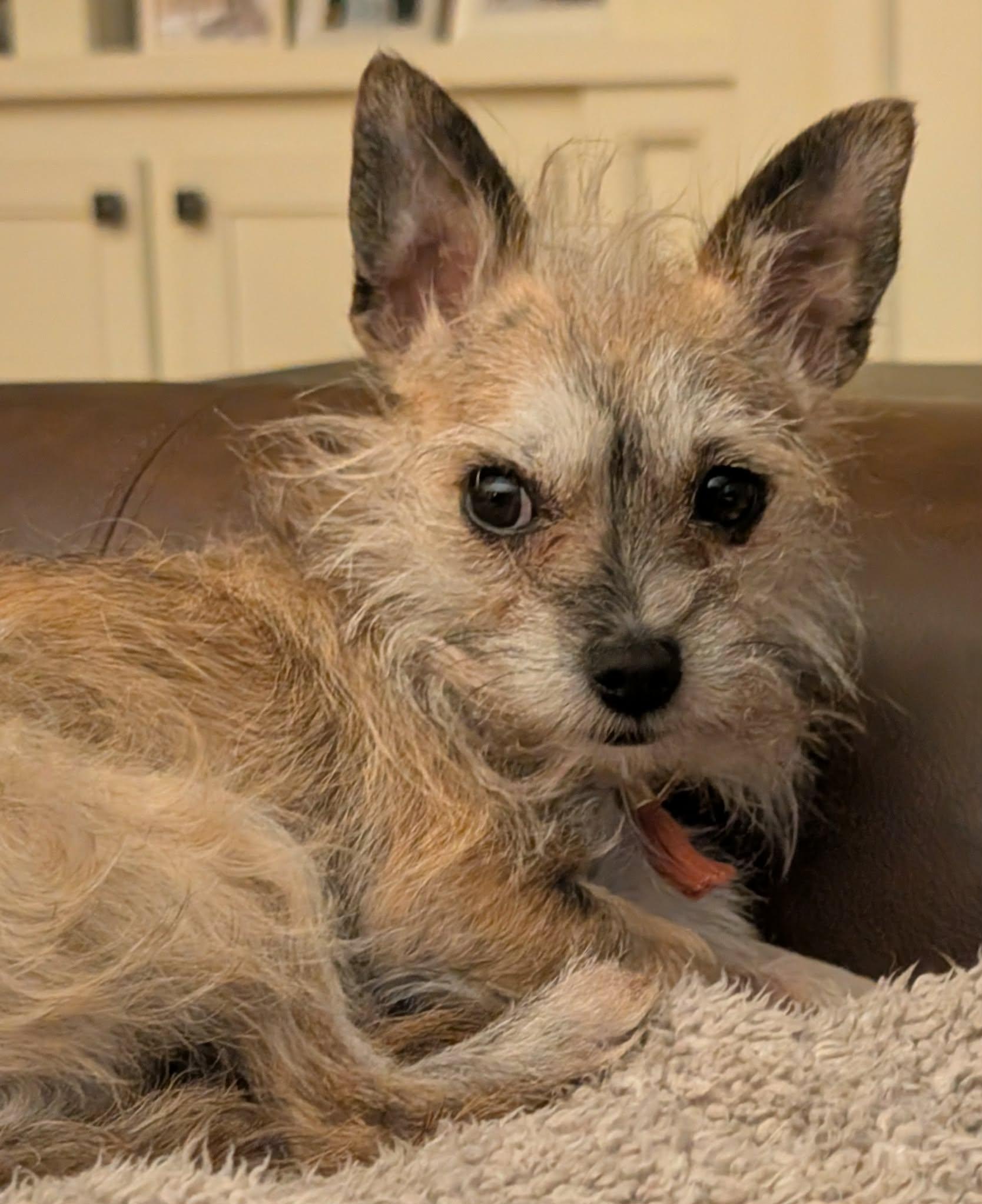 Enlarge Bailey Mae, a Adopted mixed breed in Rochester, NY image 6/6