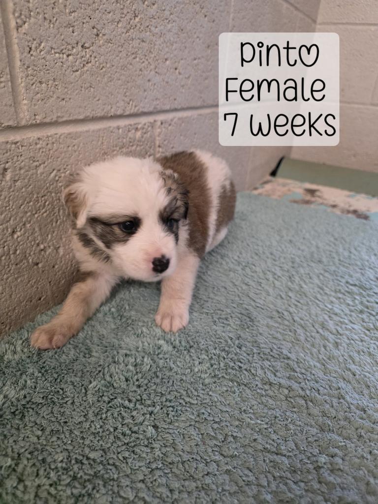 Enlarge Pinto, a Adoptable Mixed Breed in Holbrook, AZ image 1/1