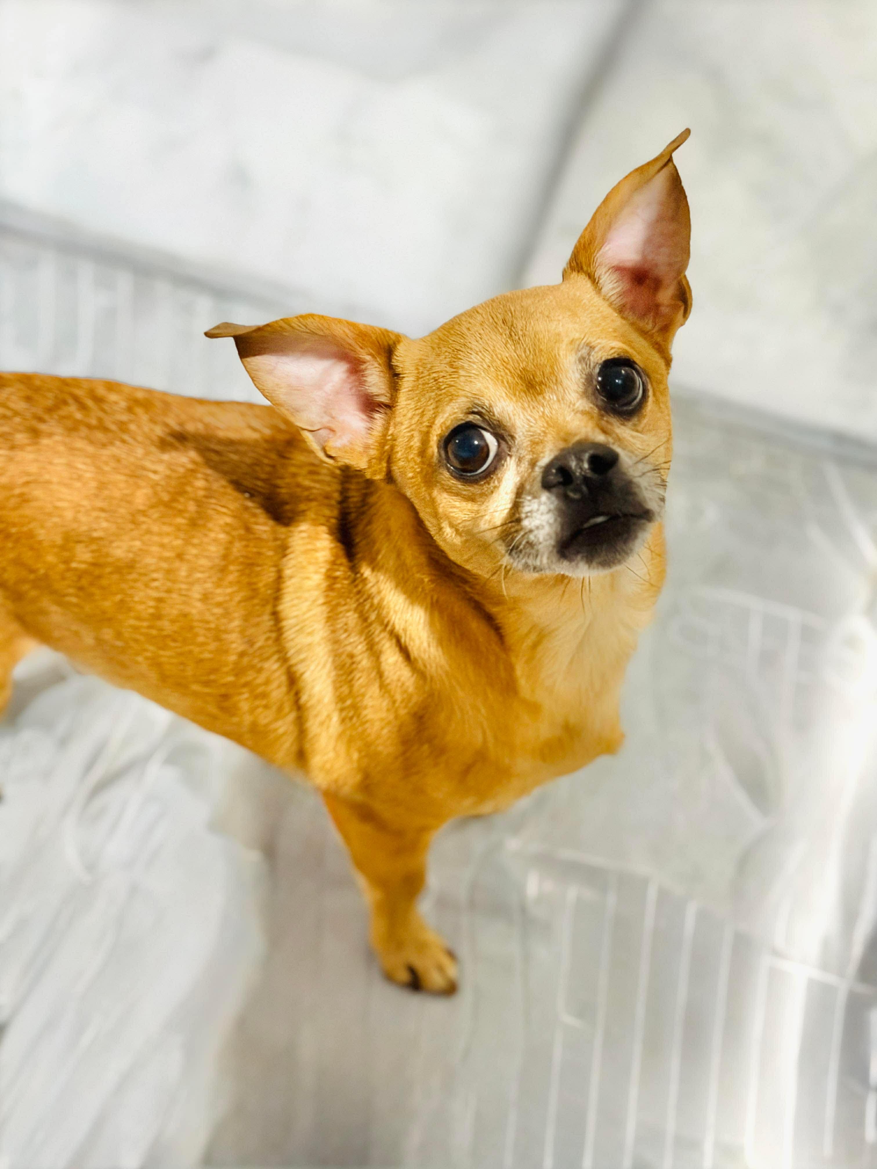 Enlarge Wicket, a Adoptable mixed breed in Richmond, KY image 2/3