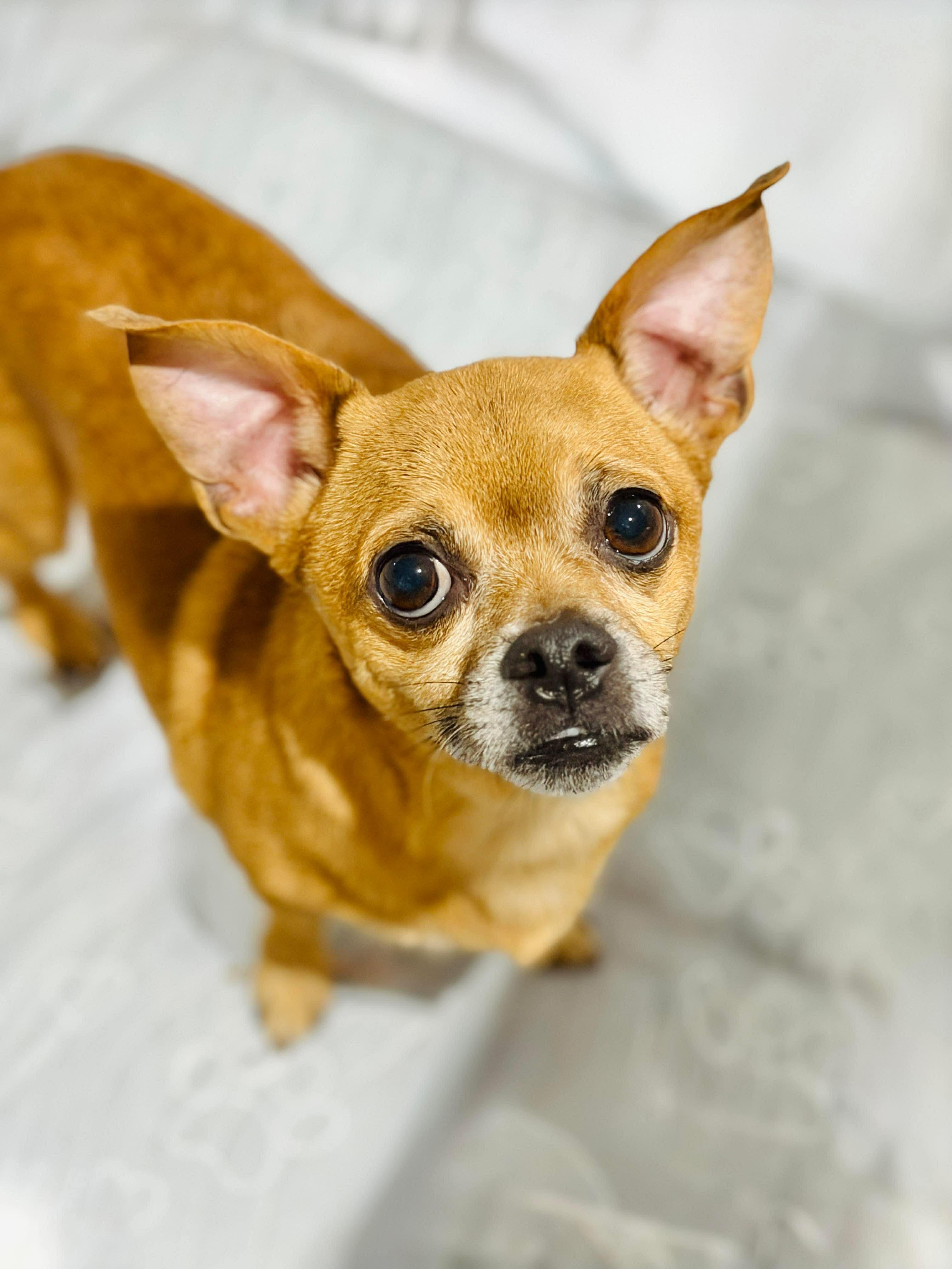 Enlarge Wicket, a Adopted mixed breed in Richmond, KY image 3/6