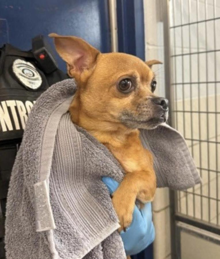 Enlarge Wicket, a Adopted mixed breed in Richmond, KY image 6/6