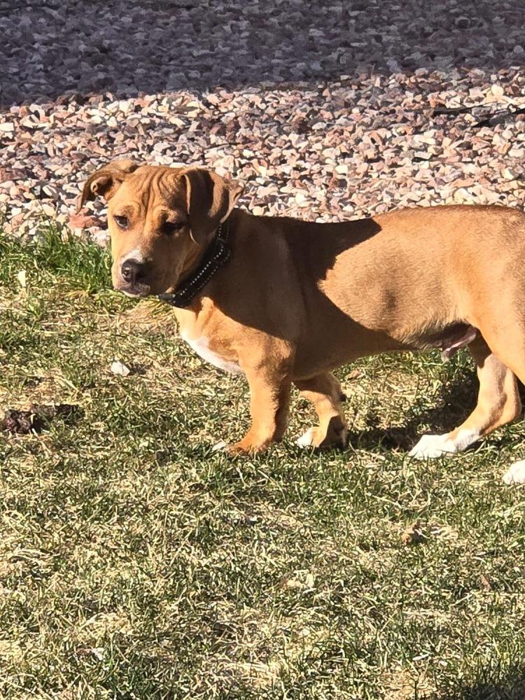 Enlarge Nashua, a Adoptable mixed breed in Colorado Springs, CO image 1/6