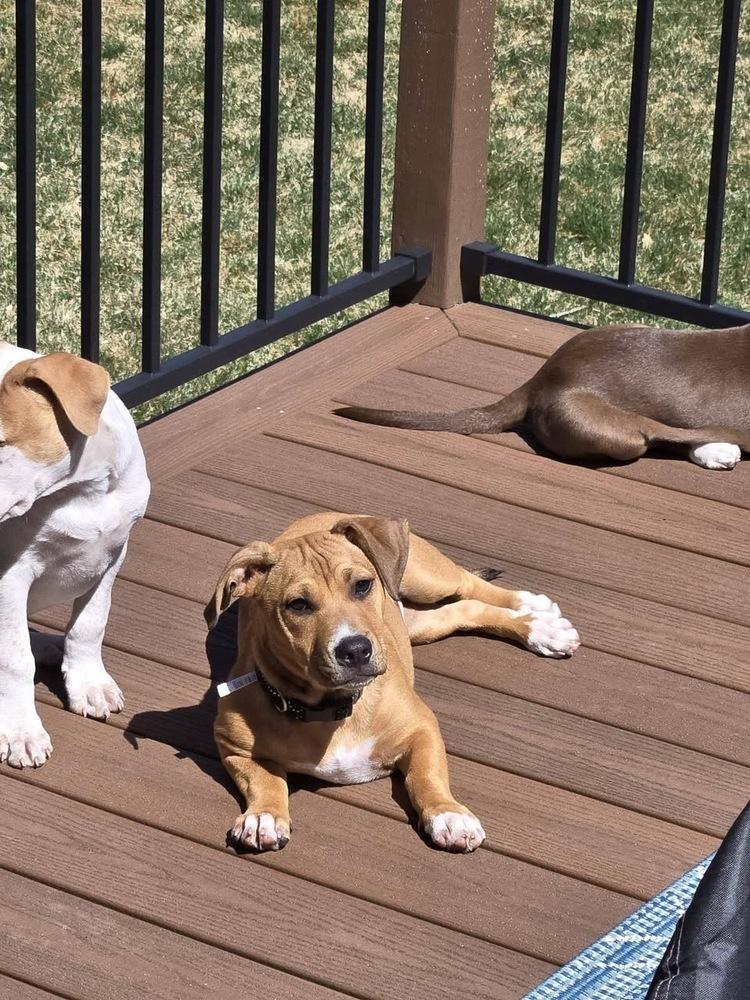 Enlarge Nashua, a Adoptable mixed breed in Colorado Springs, CO image 2/6