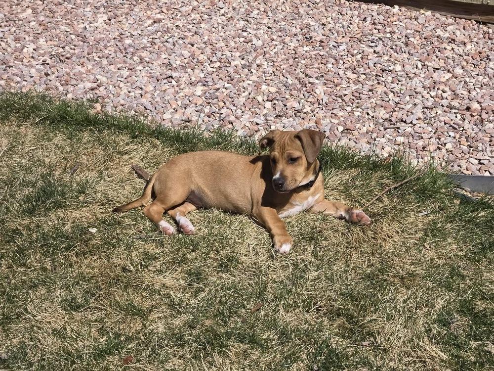 Enlarge Nashua, a Adoptable mixed breed in Colorado Springs, CO image 4/6