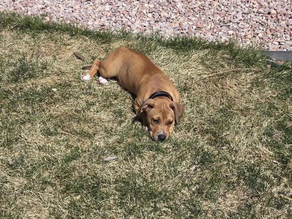 Enlarge Nashua, a Adoptable mixed breed in Colorado Springs, CO image 5/6