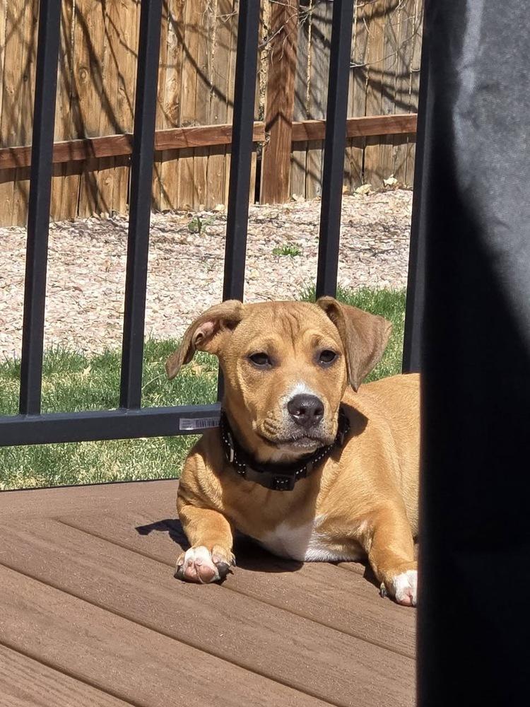 Enlarge Nashua, a Adoptable mixed breed in Colorado Springs, CO image 6/6