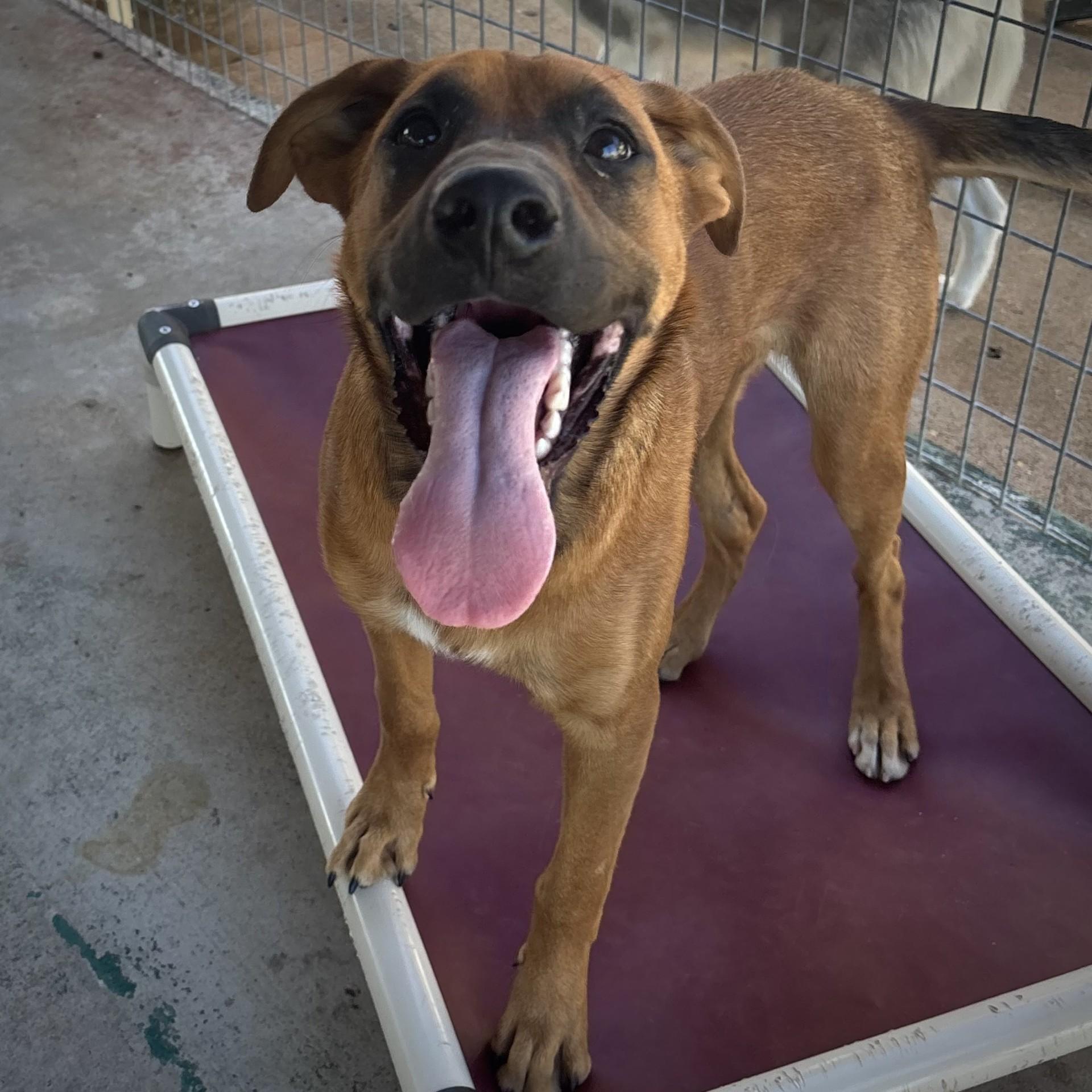 Enlarge Gretel, a Adoptable mixed breed in Brownsville, TN image 1/2