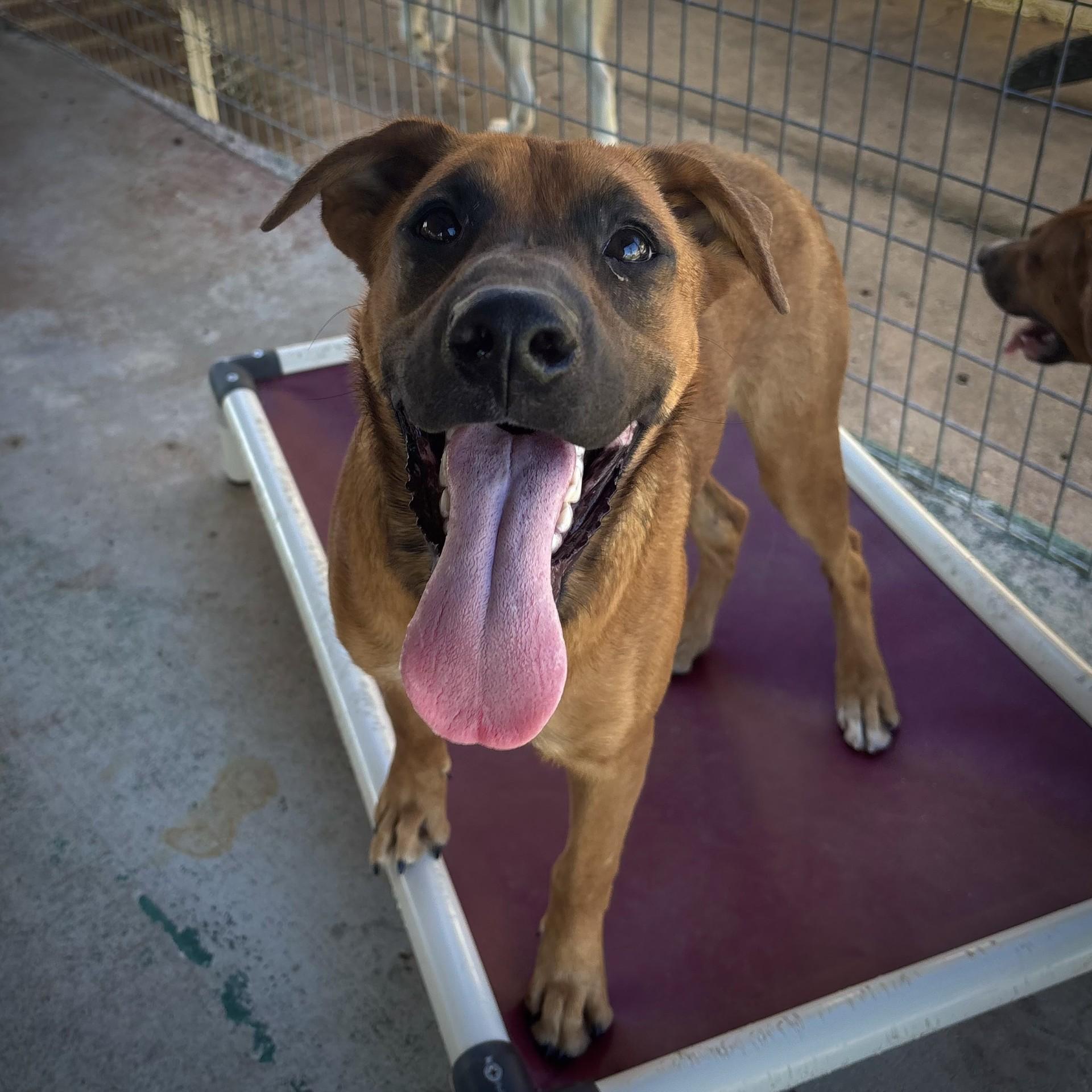 Enlarge Gretel, a Adoptable mixed breed in Brownsville, TN image 2/2